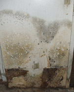 Microbial (Mould) Contamination